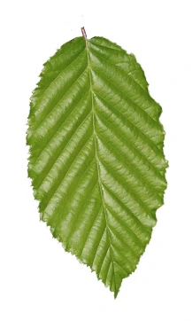 Carpinus betulus 'Pendula' (Grab pospolity 'Pendula')