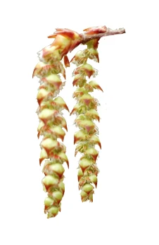 Carpinus betulus 'Pendula' (Grab pospolity 'Pendula')