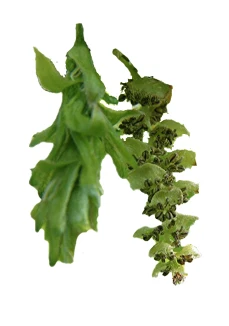 Carpinus betulus 'Pendula' (Grab pospolity 'Pendula')