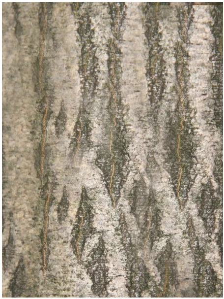 Carpinus betulus 'Pendula' (Grab pospolity 'Pendula')