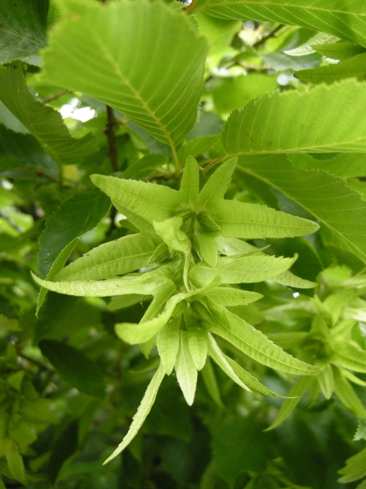 Carpinus betulus 'Pendula' (Grab pospolity 'Pendula')