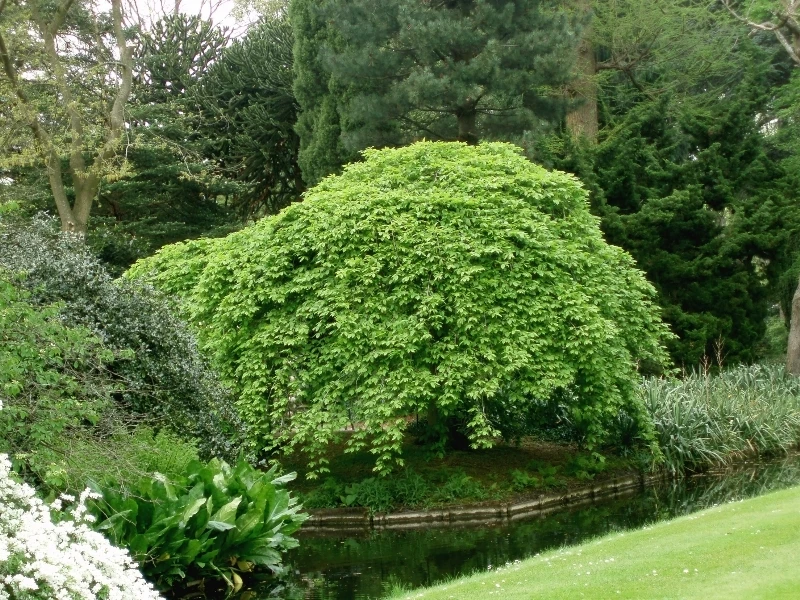 Carpinus betulus 'Pendula' (Grab pospolity 'Pendula')