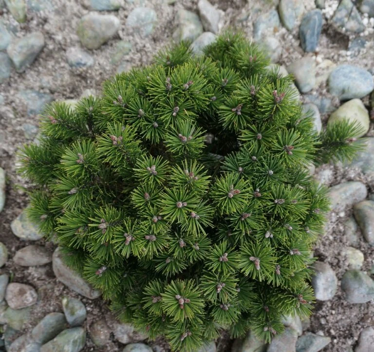 Pinus mugo 'Möpschen' (Sosna górska 'Möpschen')