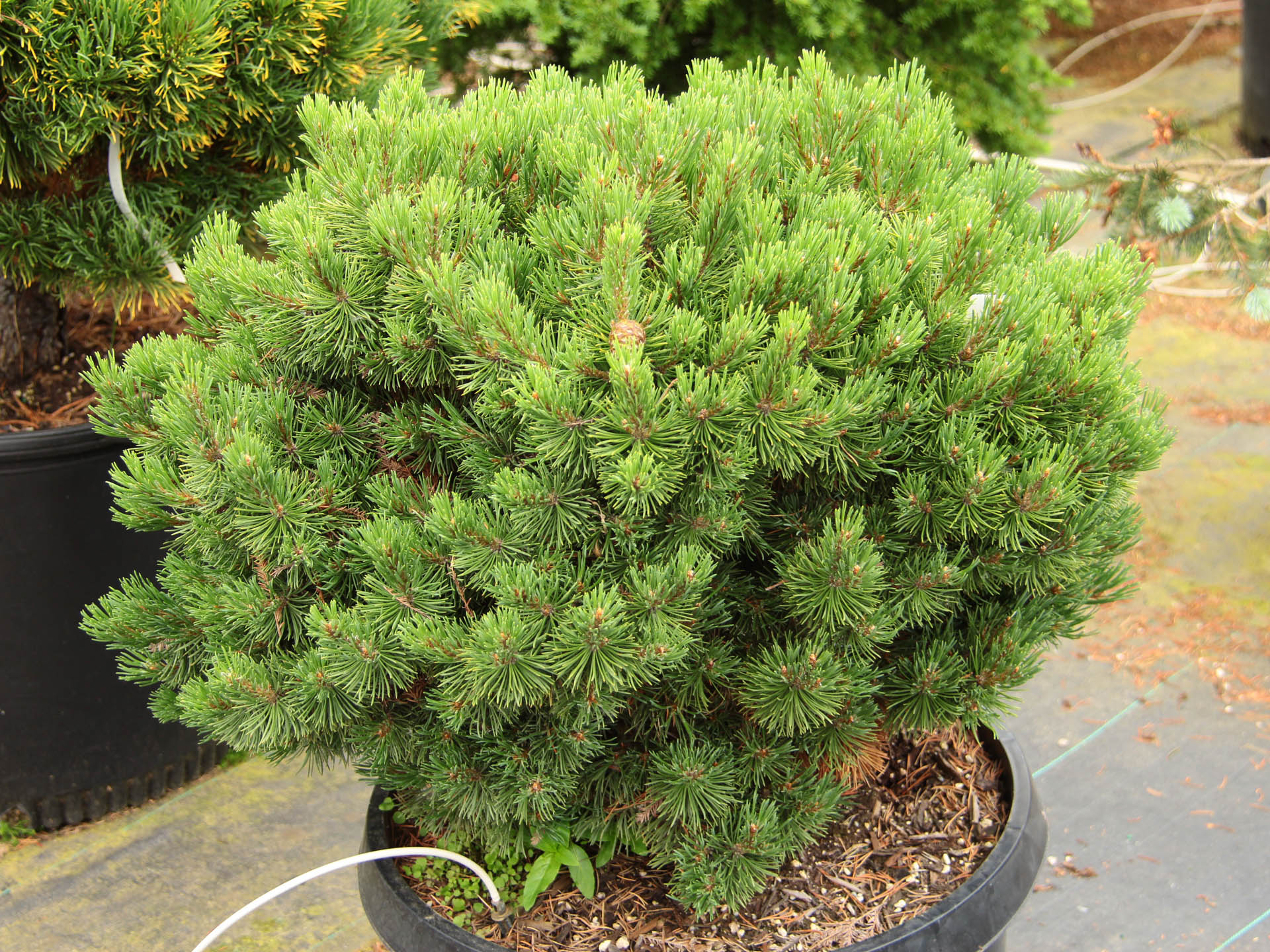Pinus mugo 'Möpschen' (Sosna górska 'Möpschen')