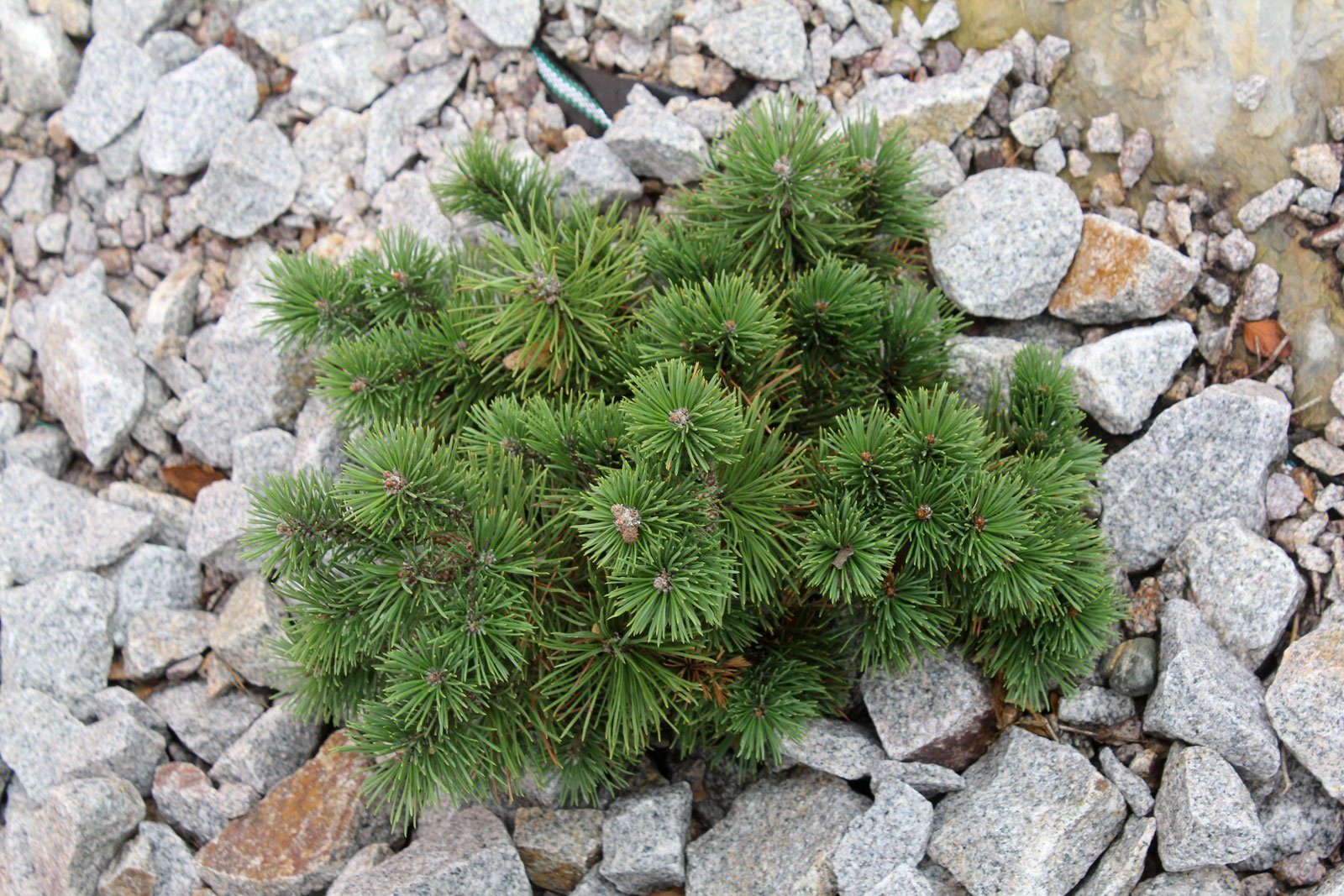 Pinus mugo 'Möpschen' (Sosna górska 'Möpschen')