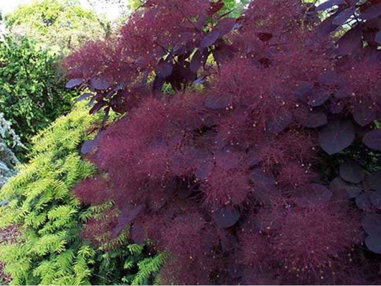 Cotinus coggygria 'Royal Purple' (Perukowiec podolski 'Royal Purple')