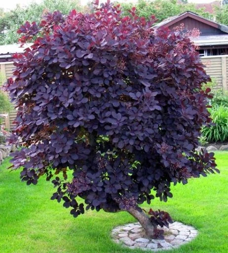 Cotinus coggygria 'Royal Purple' (Perukowiec podolski 'Royal Purple')
