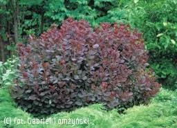 Cotinus coggygria 'Royal Purple' (Perukowiec podolski 'Royal Purple')