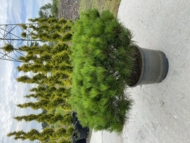 Pinus densiflora 'Alice Verkade' ( Sosna gęstokwiatowa 'Alice Verkade')