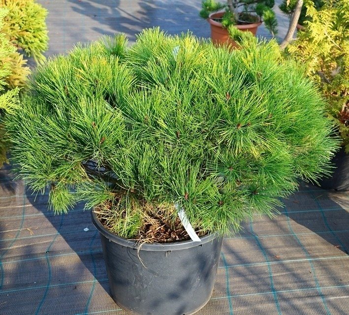 Pinus densiflora 'Alice Verkade' ( Sosna gęstokwiatowa 'Alice Verkade')
