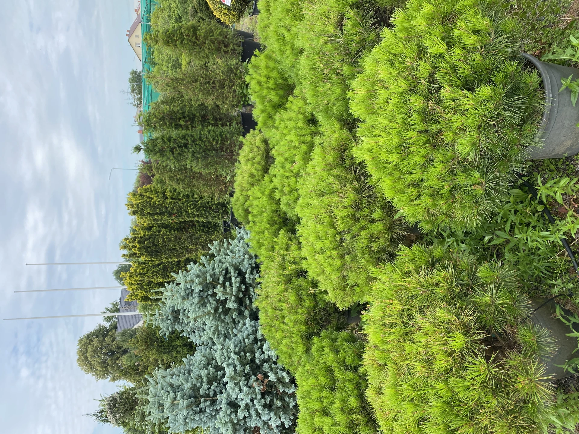 Pinus densiflora 'Alice Verkade' ( Sosna gęstokwiatowa 'Alice Verkade')