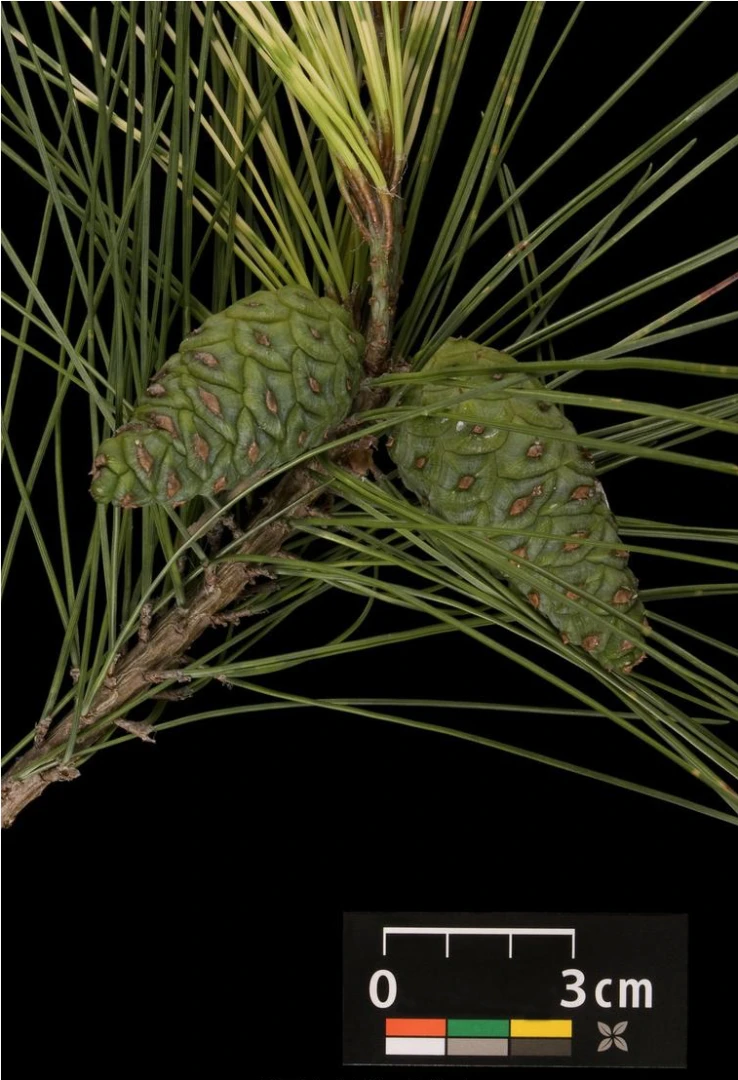 Pinus densiflora 'Alice Verkade' ( Sosna gęstokwiatowa 'Alice Verkade')