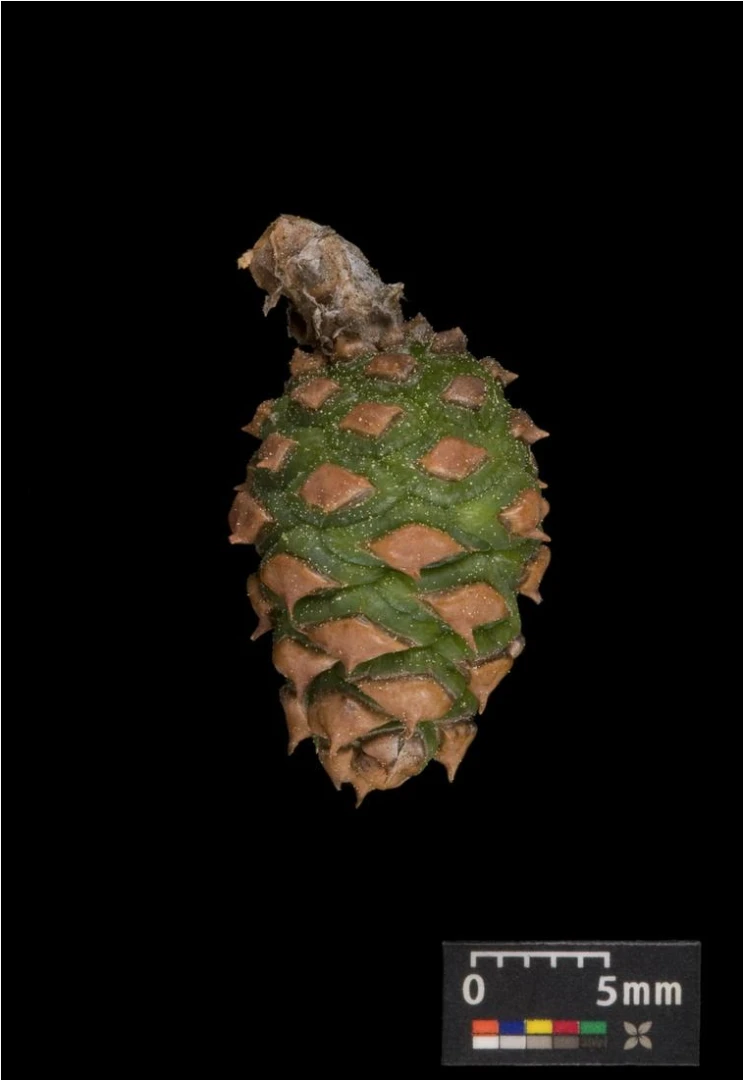 Pinus densiflora 'Alice Verkade' ( Sosna gęstokwiatowa 'Alice Verkade')
