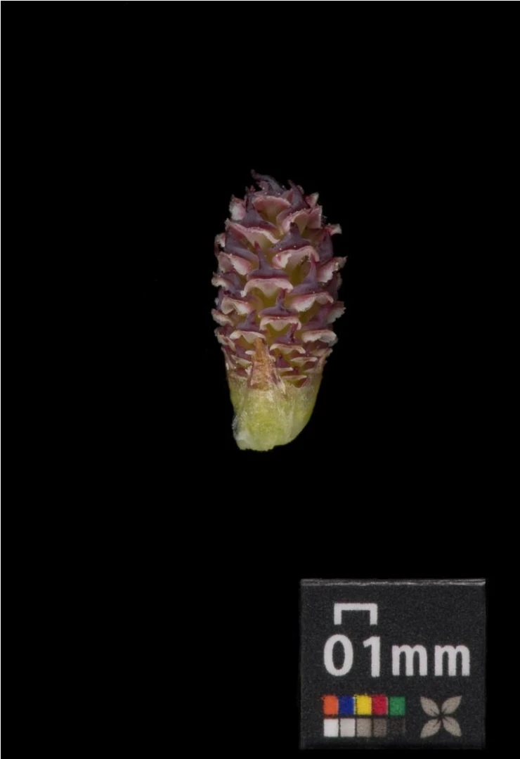Pinus densiflora 'Alice Verkade' ( Sosna gęstokwiatowa 'Alice Verkade')
