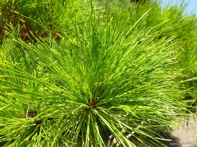 Pinus densiflora 'Alice Verkade' ( Sosna gęstokwiatowa 'Alice Verkade')