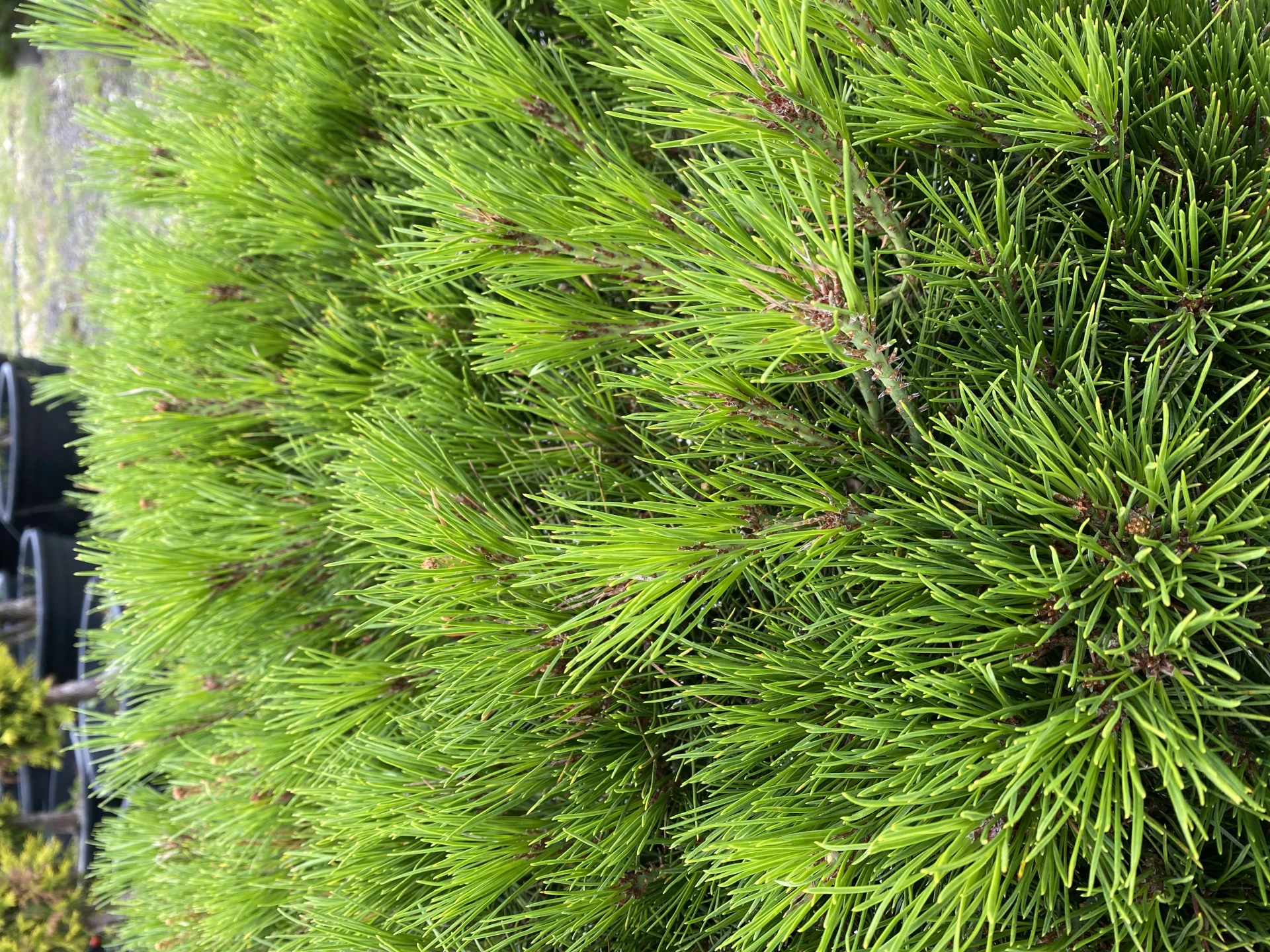 Pinus densiflora 'Alice Verkade' ( Sosna gęstokwiatowa 'Alice Verkade')