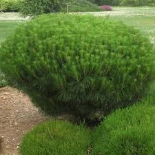 Pinus densiflora 'Alice Verkade' ( Sosna gęstokwiatowa 'Alice Verkade')