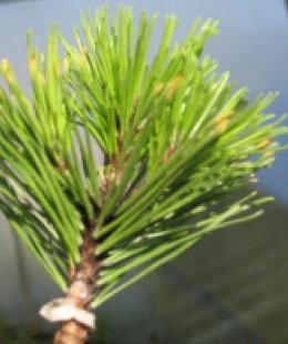 Pinus densiflora 'Alice Verkade' ( Sosna gęstokwiatowa 'Alice Verkade')