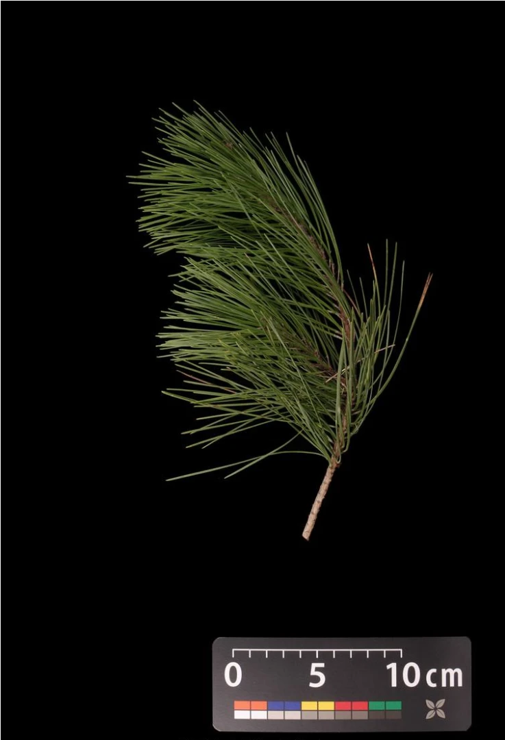 Pinus densiflora 'Alice Verkade' ( Sosna gęstokwiatowa 'Alice Verkade')