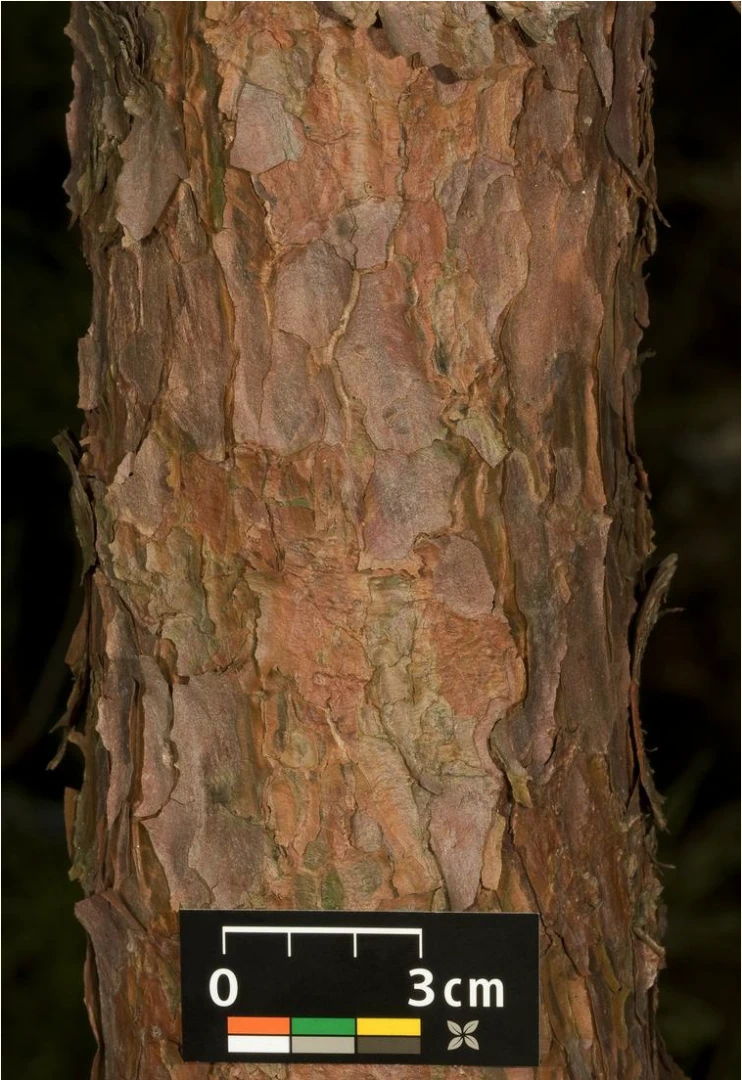 Pinus densiflora 'Alice Verkade' ( Sosna gęstokwiatowa 'Alice Verkade')