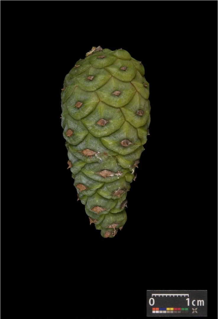 Pinus densiflora 'Alice Verkade' ( Sosna gęstokwiatowa 'Alice Verkade')