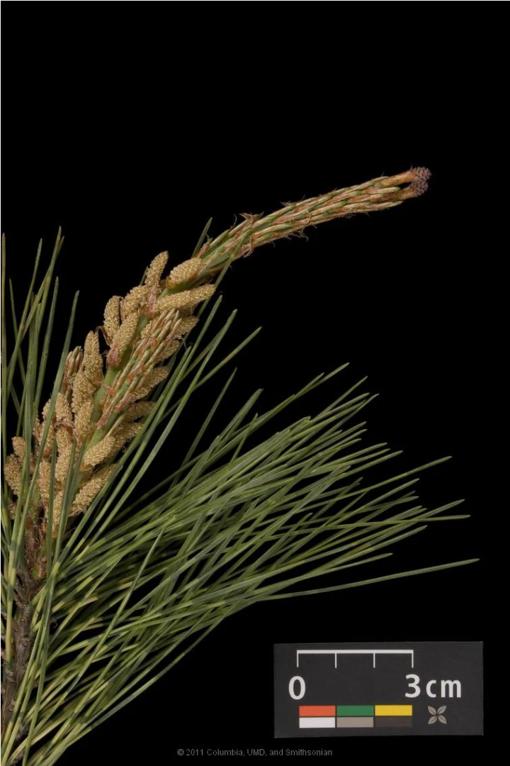 Pinus densiflora 'Alice Verkade' ( Sosna gęstokwiatowa 'Alice Verkade')