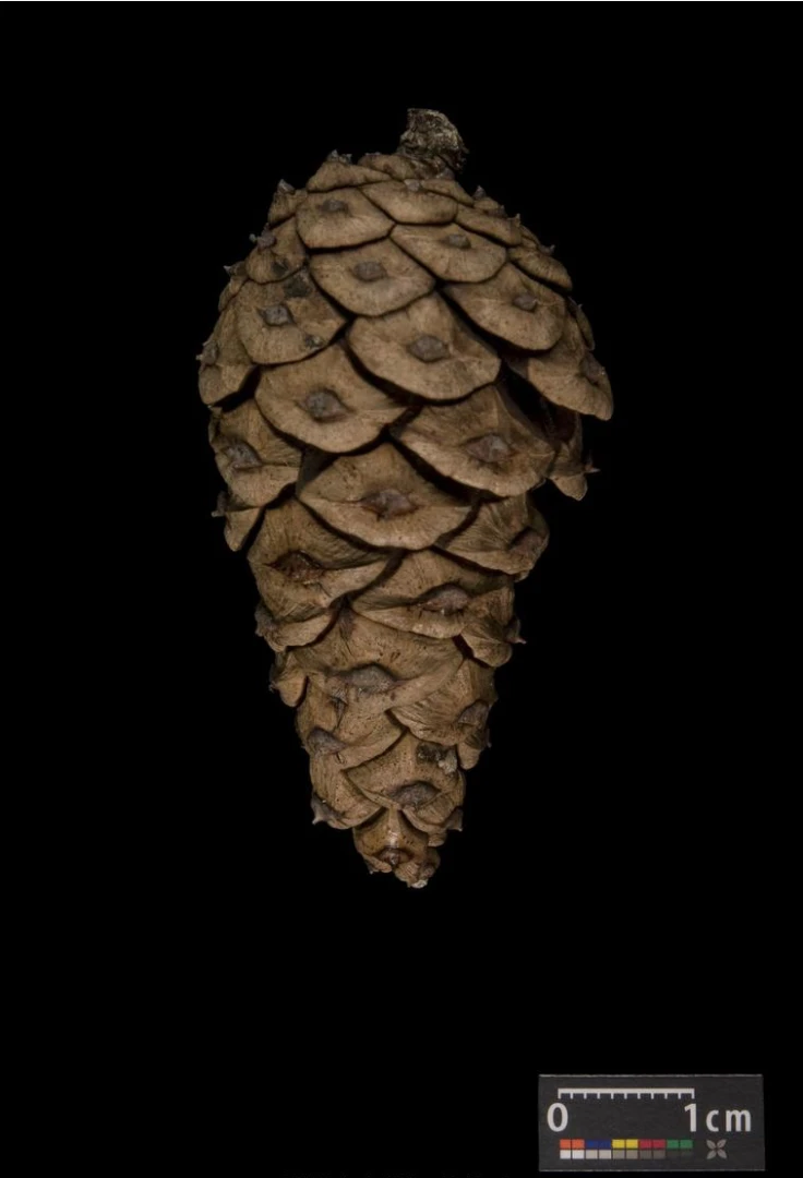 Pinus densiflora 'Alice Verkade' ( Sosna gęstokwiatowa 'Alice Verkade')