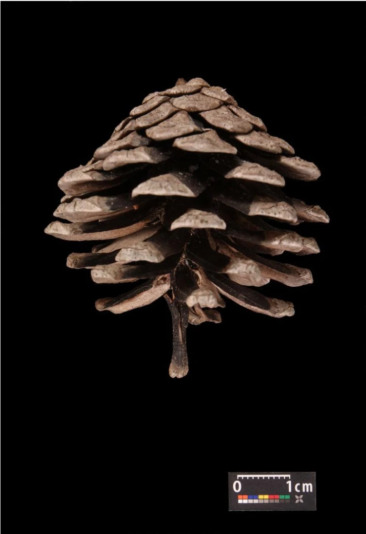 Pinus densiflora 'Alice Verkade' ( Sosna gęstokwiatowa 'Alice Verkade')
