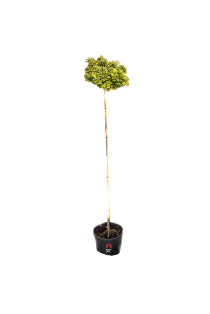 Ginkgo biloba 'Troll' (Miłorząb dwuklapowy 'Troll')