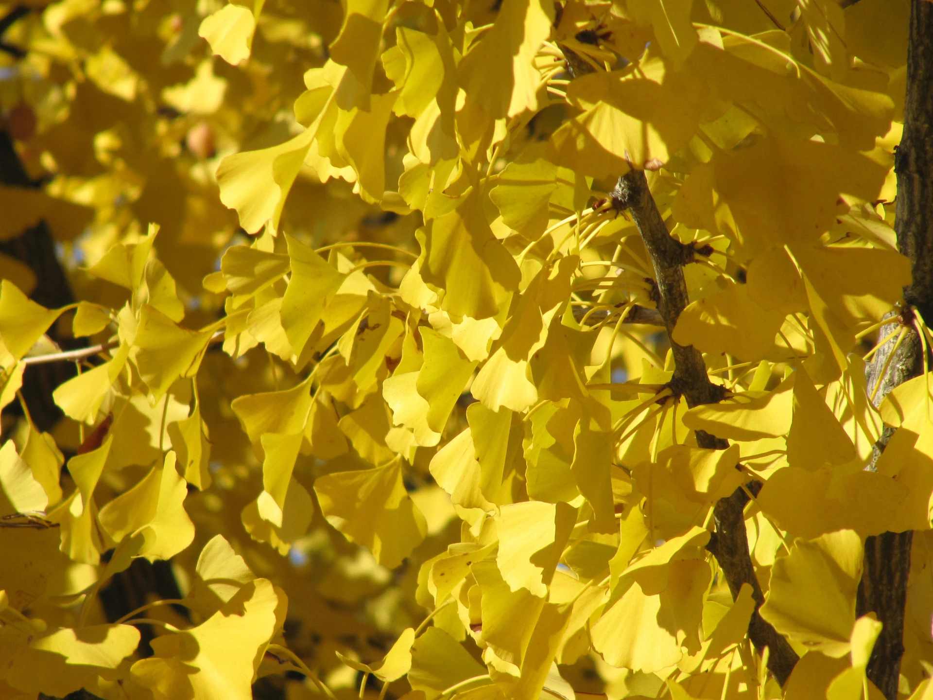 Ginkgo biloba 'Troll' (Miłorząb dwuklapowy 'Troll')