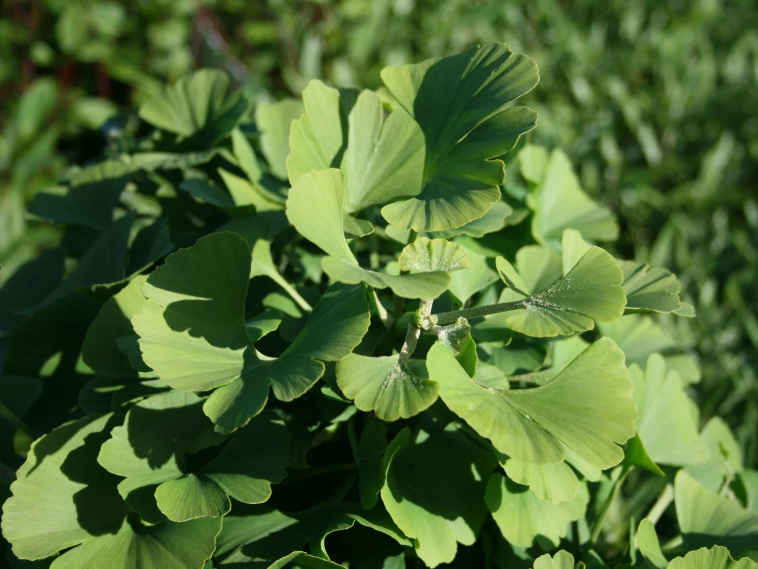 Ginkgo biloba 'Troll' (Miłorząb dwuklapowy 'Troll')