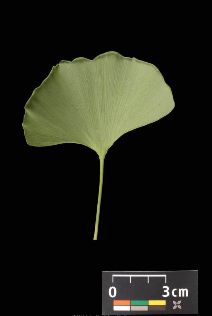 Ginkgo biloba 'Troll' (Miłorząb dwuklapowy 'Troll')