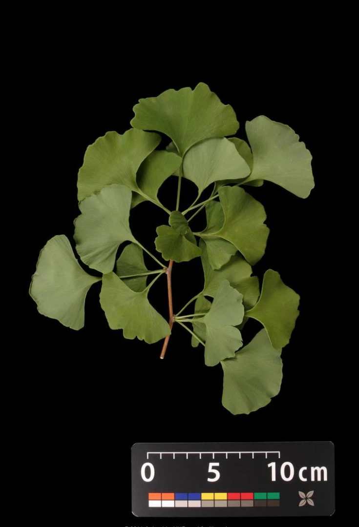 Ginkgo biloba 'Troll' (Miłorząb dwuklapowy 'Troll')