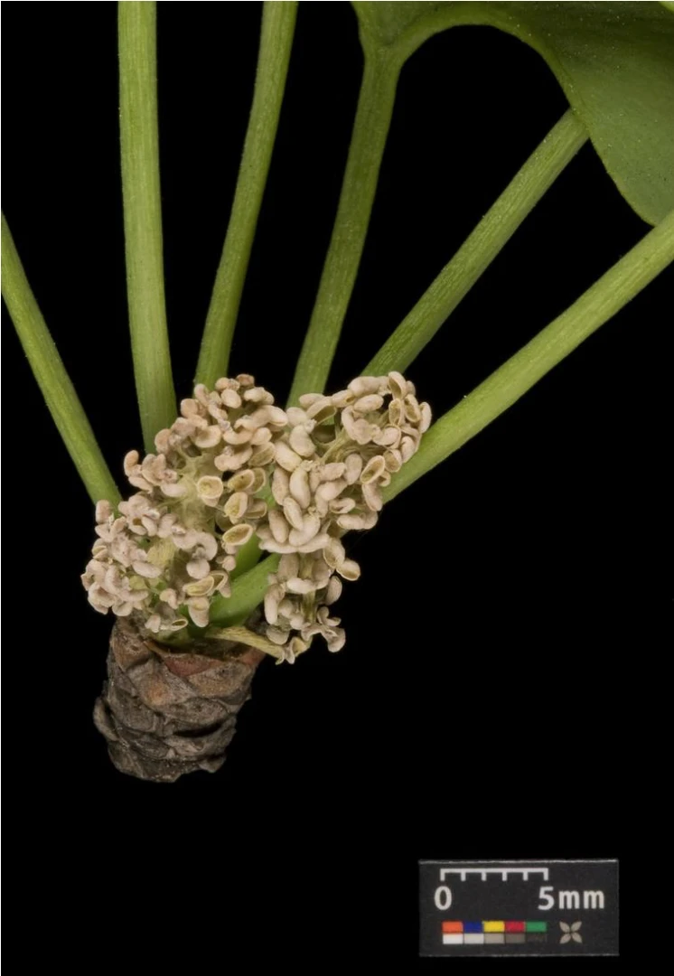 Ginkgo biloba 'Troll' (Miłorząb dwuklapowy 'Troll')
