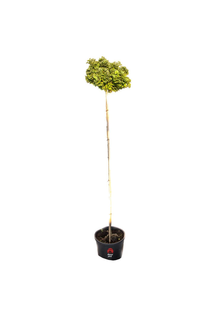 Ginkgo biloba 'Troll' (Miłorząb dwuklapowy 'Troll')