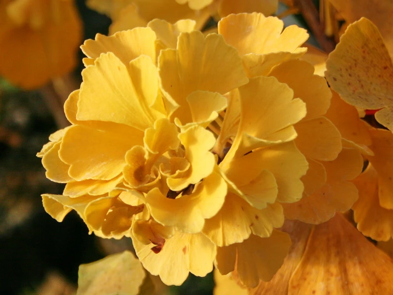 Ginkgo biloba 'Troll' (Miłorząb dwuklapowy 'Troll')