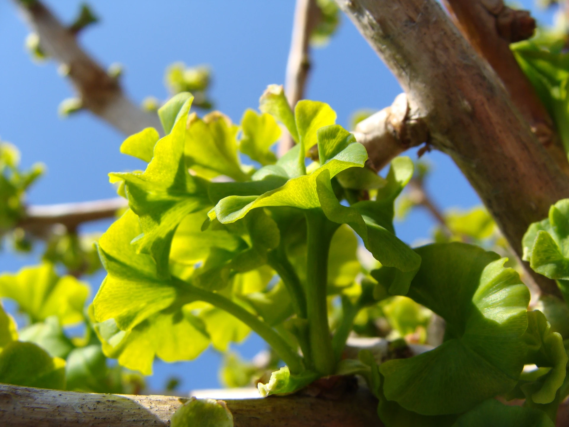 Ginkgo biloba 'Troll' (Miłorząb dwuklapowy 'Troll')