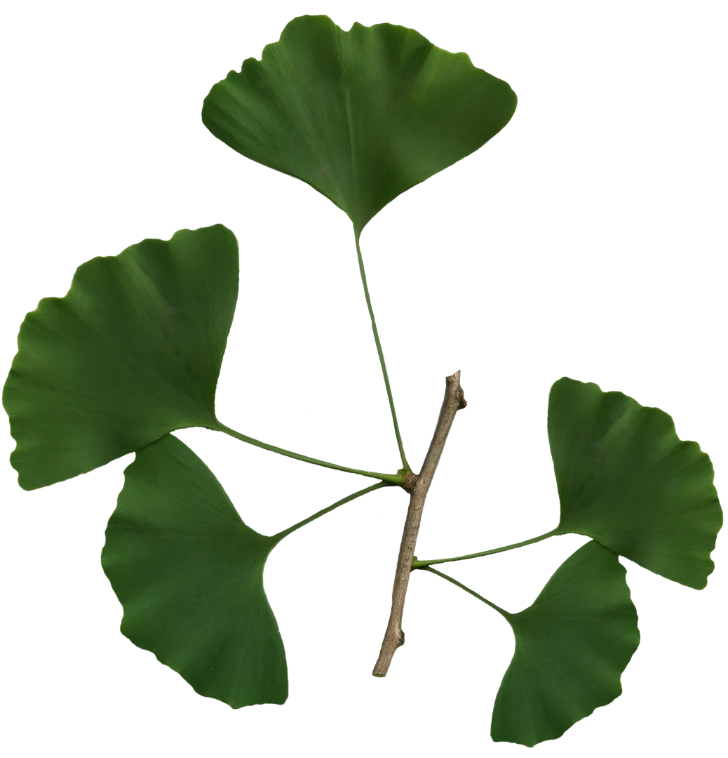 Ginkgo biloba 'Troll' (Miłorząb dwuklapowy 'Troll')