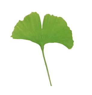 Ginkgo biloba 'Troll' (Miłorząb dwuklapowy 'Troll')