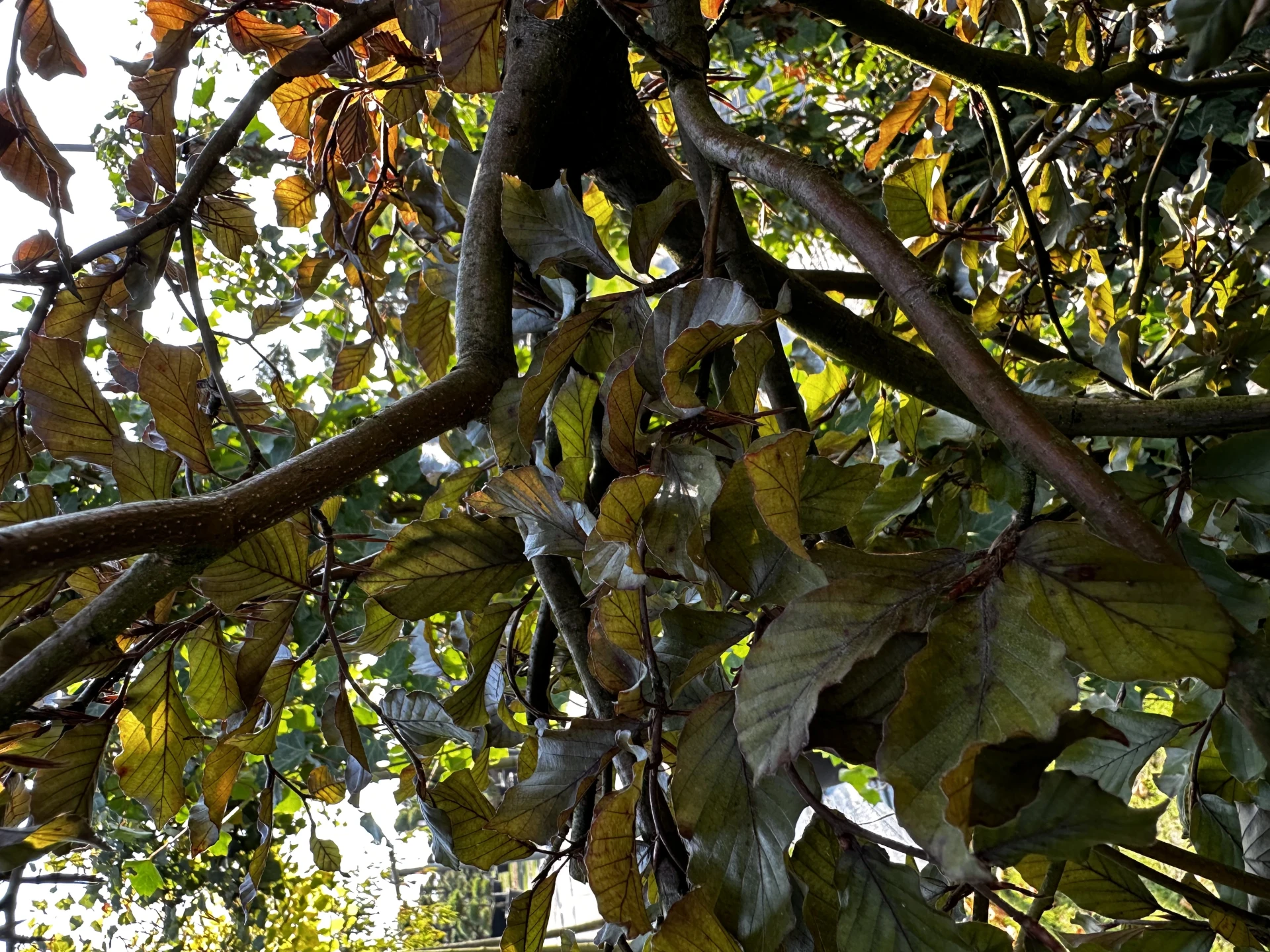 Fagus sylvatica 'Purpurea Pendula' (Buk pospolity 'Purpurea Pendula')