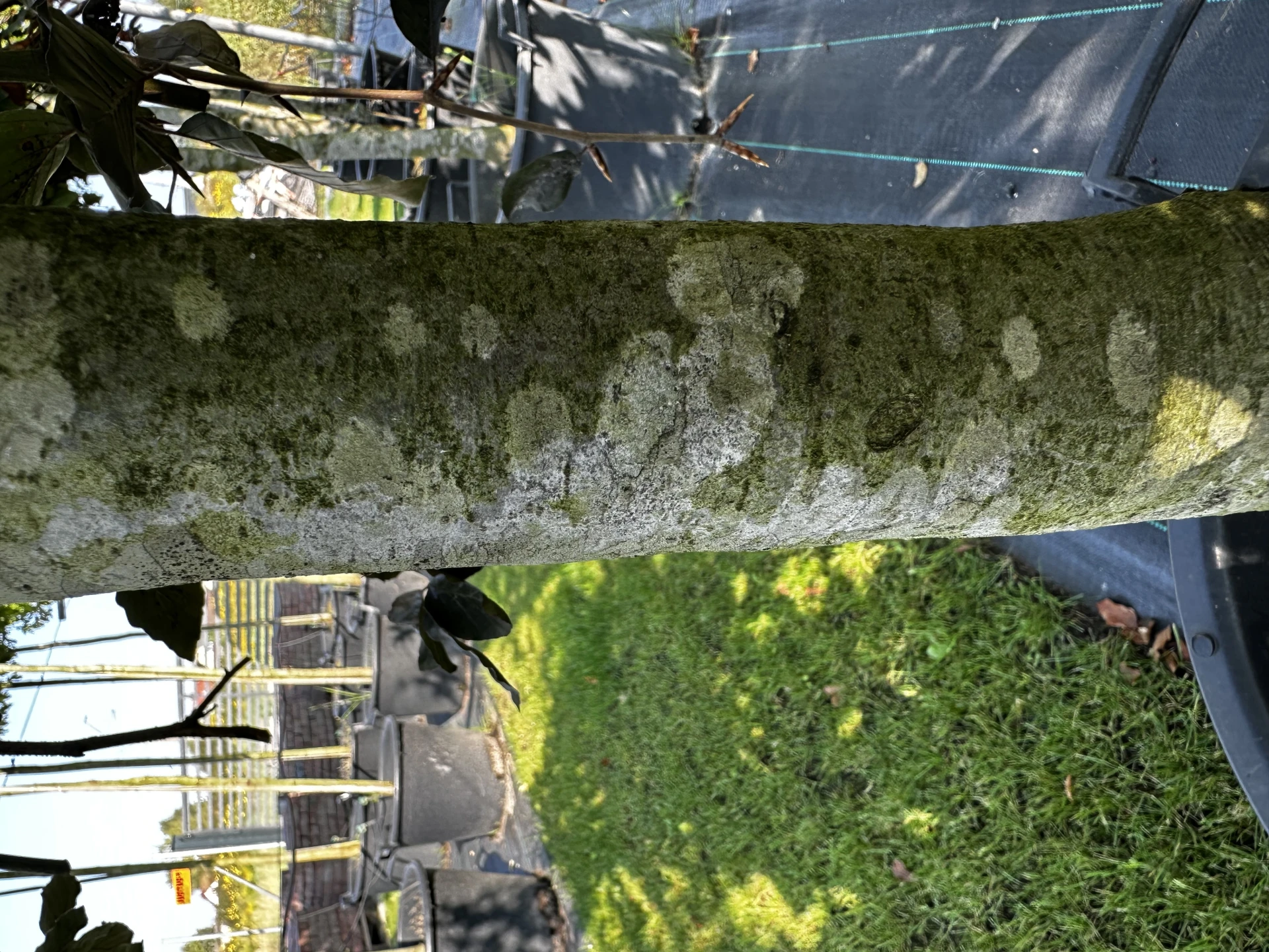 Fagus sylvatica 'Purpurea Pendula' (Buk pospolity 'Purpurea Pendula')