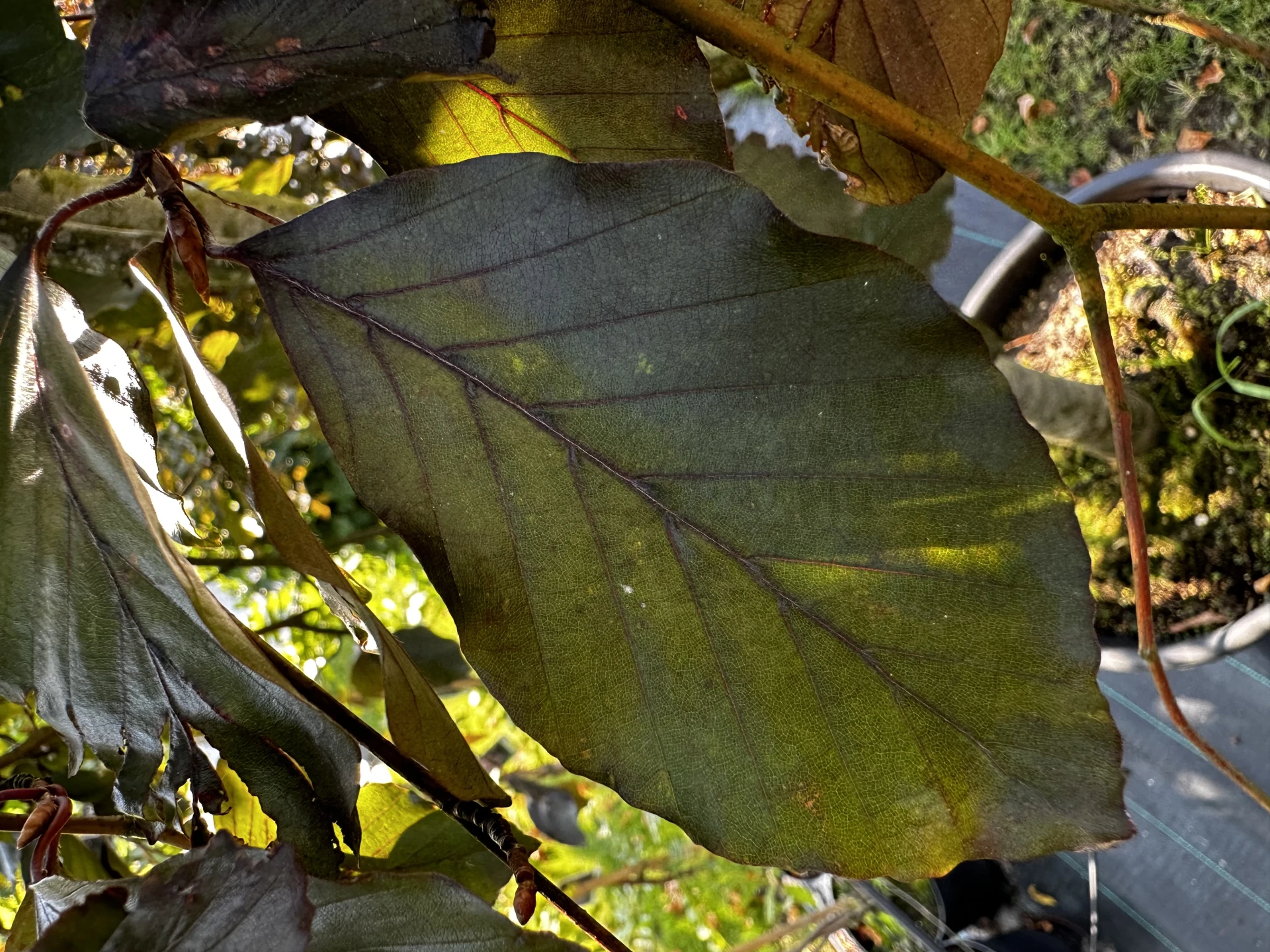Fagus sylvatica 'Purpurea Pendula' (Buk pospolity 'Purpurea Pendula')