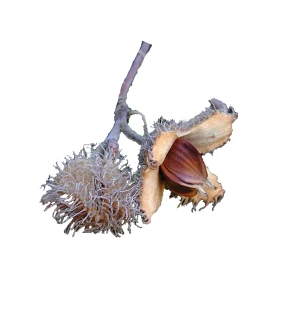 Fagus sylvatica 'Purpurea Pendula' (Buk pospolity 'Purpurea Pendula')