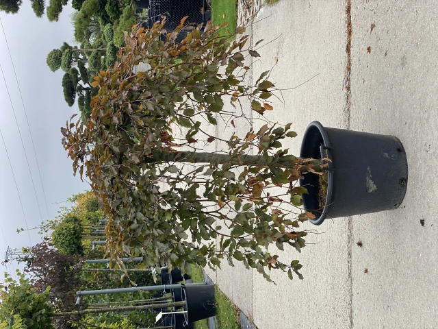Fagus sylvatica 'Purpurea Pendula' (Buk pospolity 'Purpurea Pendula')