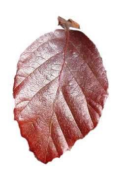 Fagus sylvatica 'Purpurea Pendula' (Buk pospolity 'Purpurea Pendula')