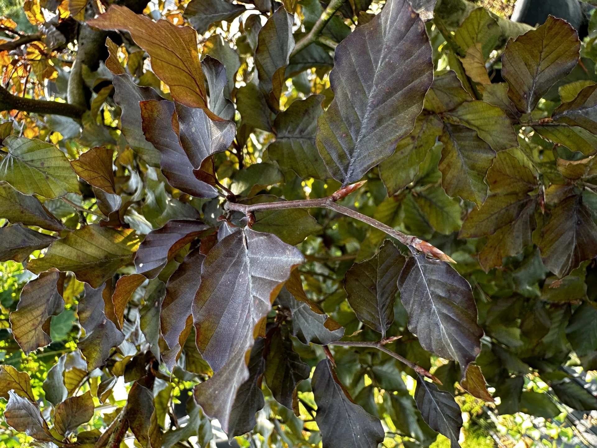 Fagus sylvatica 'Purpurea Pendula' (Buk pospolity 'Purpurea Pendula')