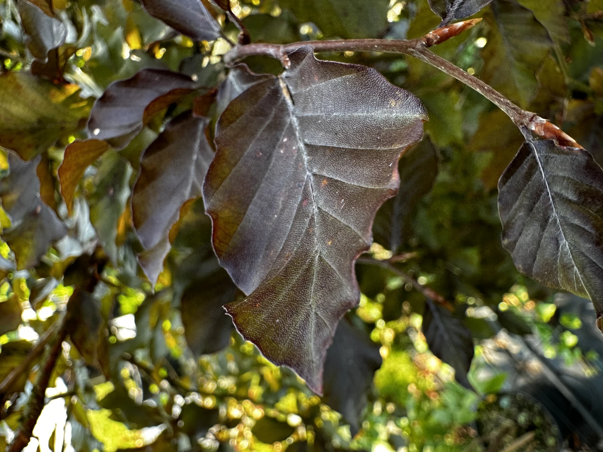 Fagus sylvatica 'Purpurea Pendula' (Buk pospolity 'Purpurea Pendula')