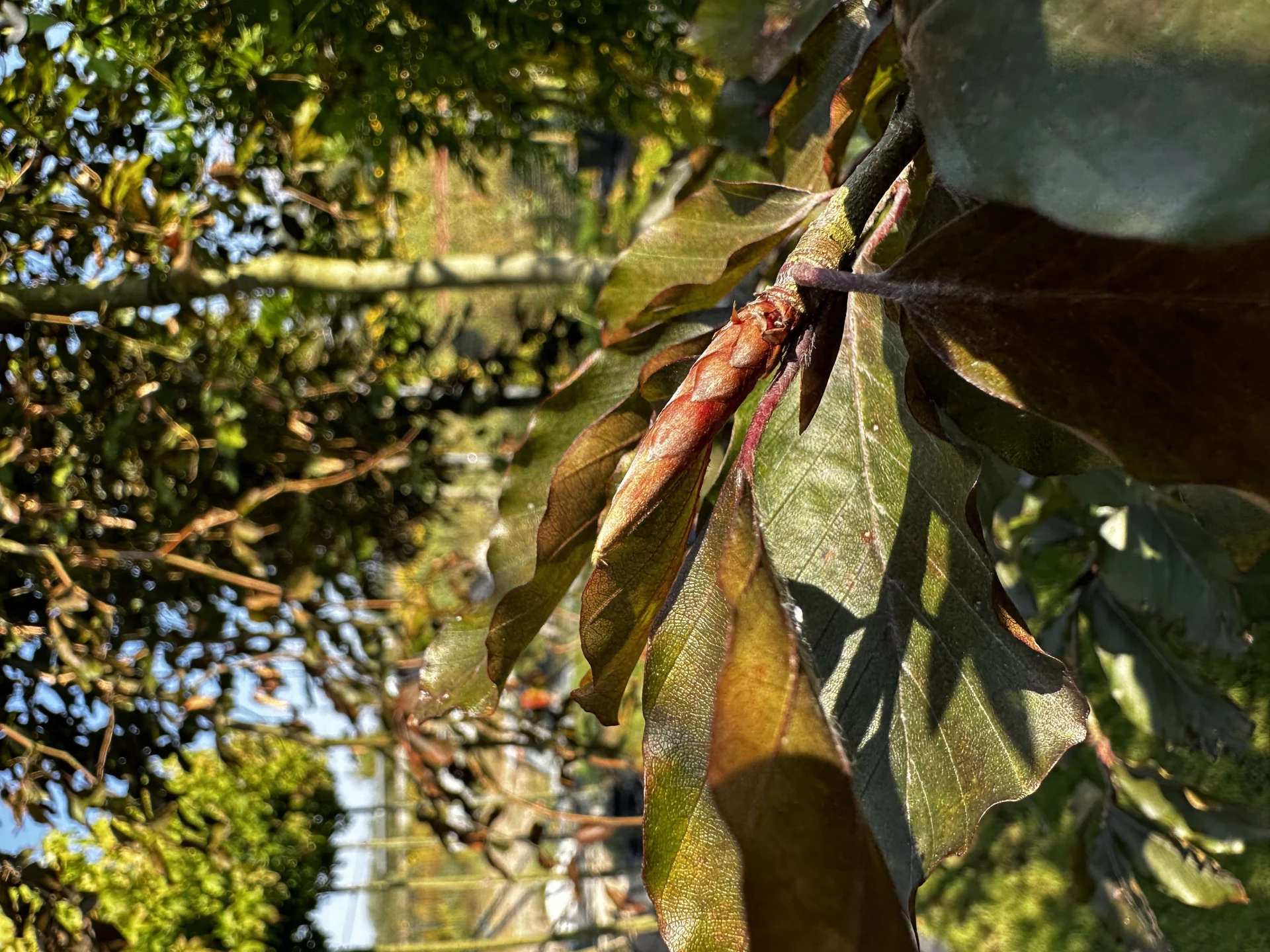 Fagus sylvatica 'Purpurea Pendula' (Buk pospolity 'Purpurea Pendula')