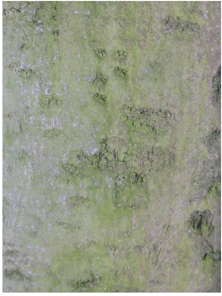 Fagus sylvatica 'Purpurea Pendula' (Buk pospolity 'Purpurea Pendula')