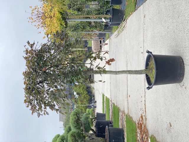 Fagus sylvatica 'Purpurea Pendula' (Buk pospolity 'Purpurea Pendula')